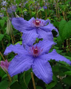 two purple flowers with green leaves in the background