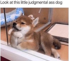 a small brown and white dog laying on top of a window sill