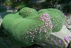 a green rock with pink flowers growing out of it