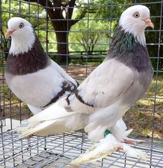 two white and grey birds sitting on top of a cage