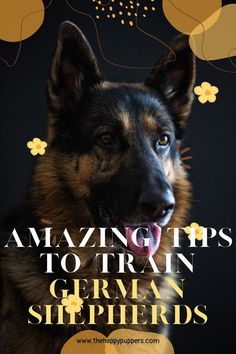 Training your German Shepherd need not be mind boggling. Check out these amazing tips to  easily and quickly train your German Shepherd dog. #germanshepherds #germanshepherdtraining #dogtraining #thehappypuppers #trainingermanshepherds German Shepherd Training, Dog Hacks, German Shepherd Dog, Poodle Dog, German Shepherds, German Shepherd Dogs, Shepherd Dog, The Happy