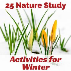 the words 25 nature study activities for winter are in front of some snow covered grass