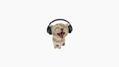 a cat with its mouth open wearing headphones