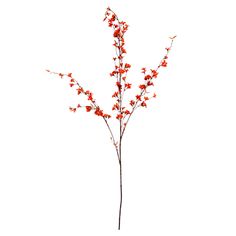 a plant with red flowers is shown against a white background and has no leaves on it