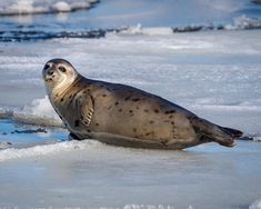 a seal sitting on top of an ice covered beach