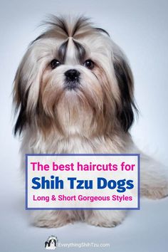 the best haircuts for shih tzu dogs