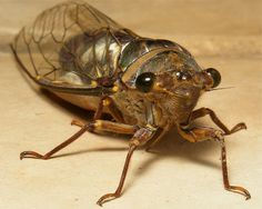 a close up of a bug on the ground