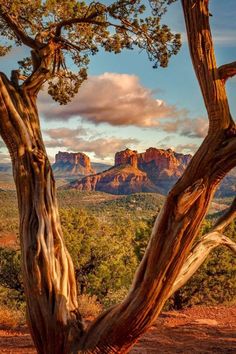 two trees with mountains in the background