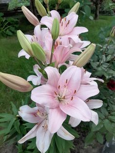 pink flowers are blooming in the garden