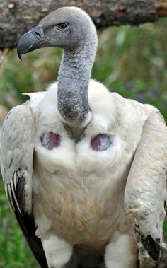 a close up of a bird on a tree branch