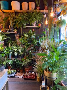 a room filled with lots of potted plants