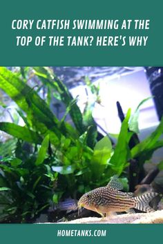 a fish swimming in an aquarium with the caption's top of the tank here's why