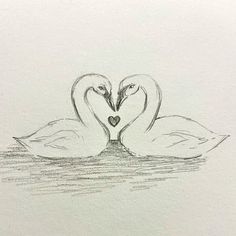 two swans in the water making a heart shape with their beaks drawn on paper