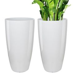 two white vases with plants in them sitting side by side on a white background