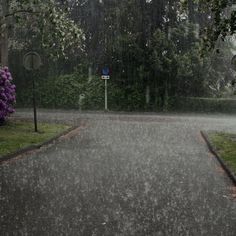 an empty street in the rain with trees and bushes on either side as it rains