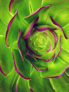 the top view of a green plant with red tips