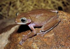 a small frog sitting on top of a rock