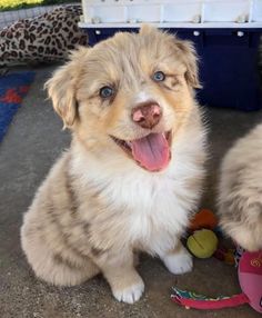 a puppy sitting on the ground next to a toy