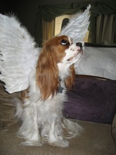 a brown and white dog with angel wings on it's head