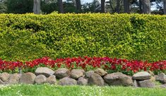 red flowers and rocks in front of a hedge