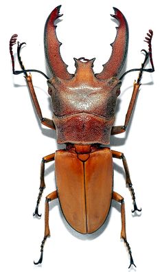 a close up of a bug on a white background