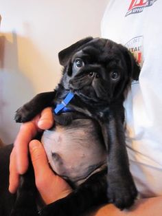 a person holding a small black dog in their lap