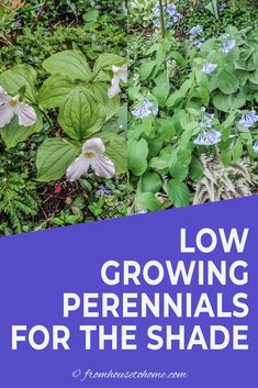 some flowers and plants with the words low growing perennials for the shade