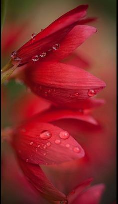 some red flowers with water droplets on them