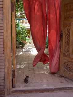 a cat sitting under a red curtain in front of a doorway