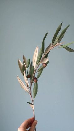 a hand holding an olive branch with green leaves