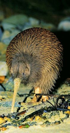 an animal that is standing on the ground with food in it's mouth and looking at the camera