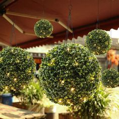 some plants hanging from the ceiling in front of a tent