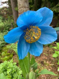 a blue flower with yellow stamens in the foreground and trees in the background