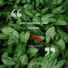 Let nature be your nurture. - EDDIE KAYS Nature Wellness, Quitting Quotes, Spiritual Peace, Peace Meditation, Geeta Quotes, Just Magic, Peaceful Mind, Zen Quotes