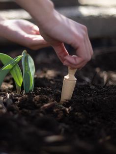 a person is digging in the dirt with a small wooden stick to plant some plants