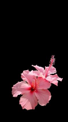 two pink flowers on a black background