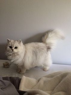 a fluffy white cat standing on top of a bed next to a pillow and blanket