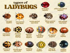 the different types of ladybugs are shown in this poster, which shows them all different colors