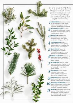 an illustrated guide to the different types of evergreen leaves