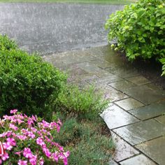 an open umbrella sitting in the rain next to some flowers and bushes on a rainy day