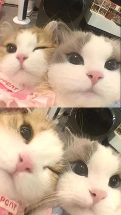 two pictures of cats with different expressions on their faces, one is looking at the camera