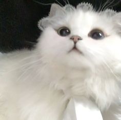 a white cat with blue eyes wearing a bow tie