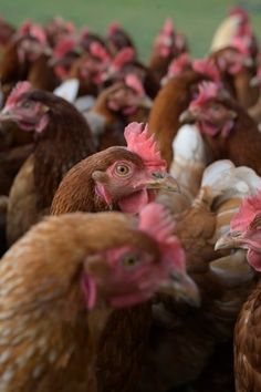 a large group of chickens standing next to each other