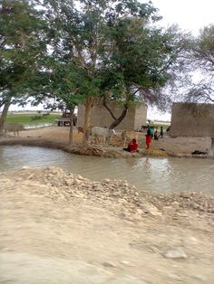 some people are standing around by the water and trees with cows in the area next to them