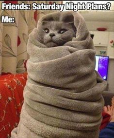 a cat wrapped in a blanket with the caption it's freezing stay warm my friends