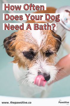 a dog getting his teeth brushed by a person with the caption how often does your dog need a bath?