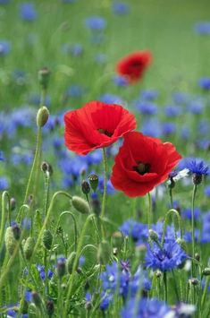 red and blue flowers are in the grass