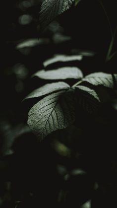 some leaves that are in the dark