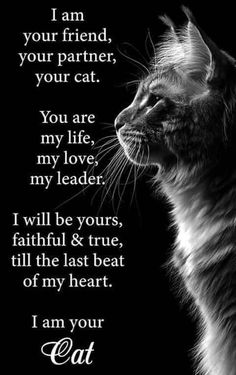 a black and white photo of a cat with the caption i am your cat