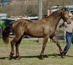 a man leading a brown horse across a field